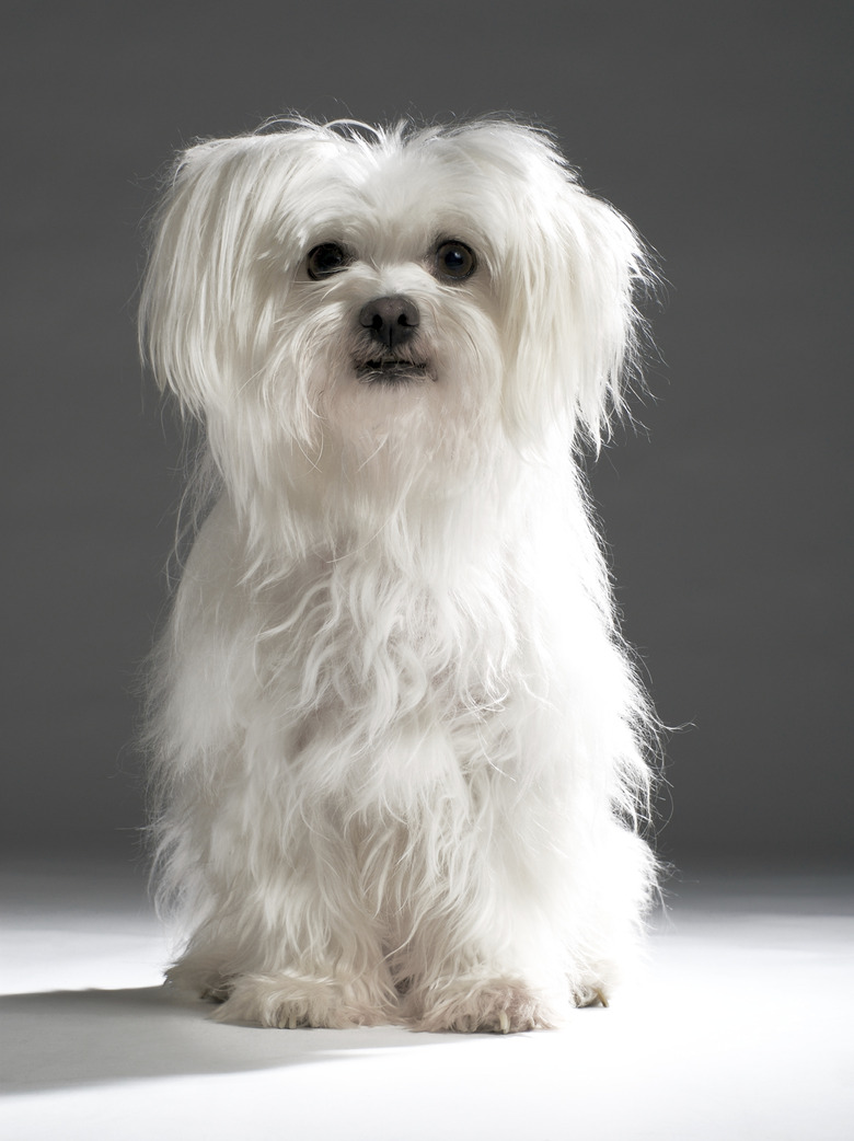 Maltese terrier