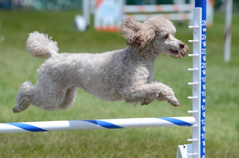 Miniature Poodle at Dog Agility Trial