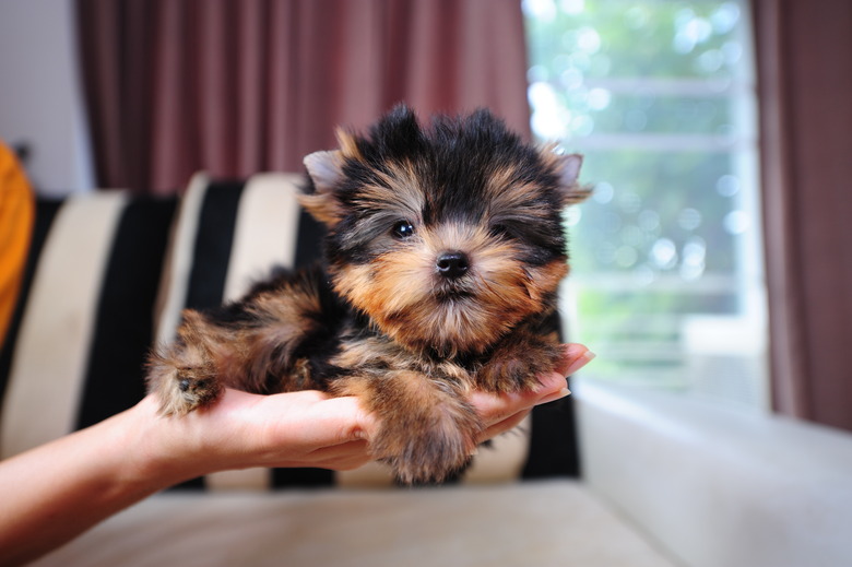 Yorkshire Terrier Puppy