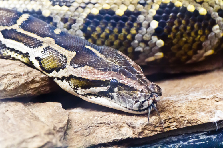 Snake head with put out tongue