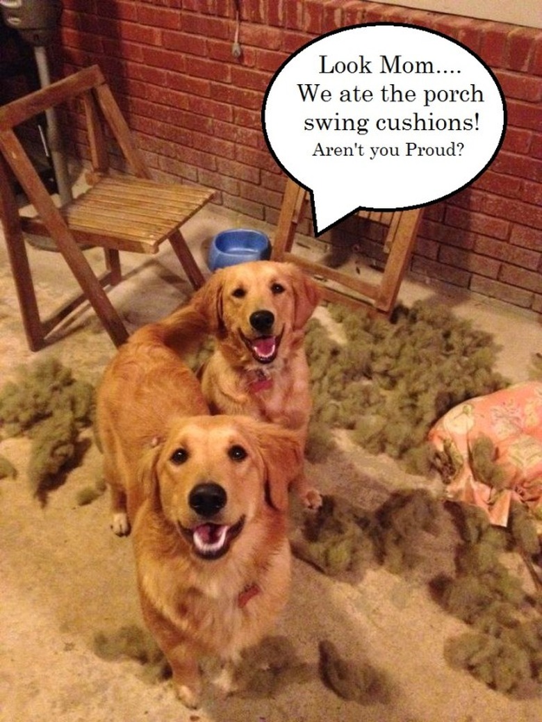 Golden retrievers surrounded by pillow stuffing with a speech bubble that says 