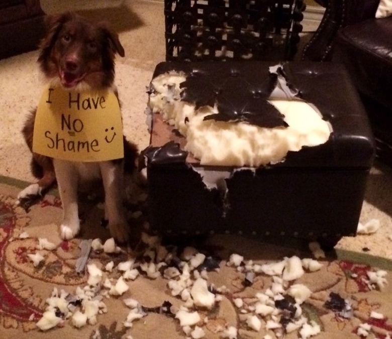 Australian Shepherd next to destroyed leather ottoman, wearing a sign that reads 