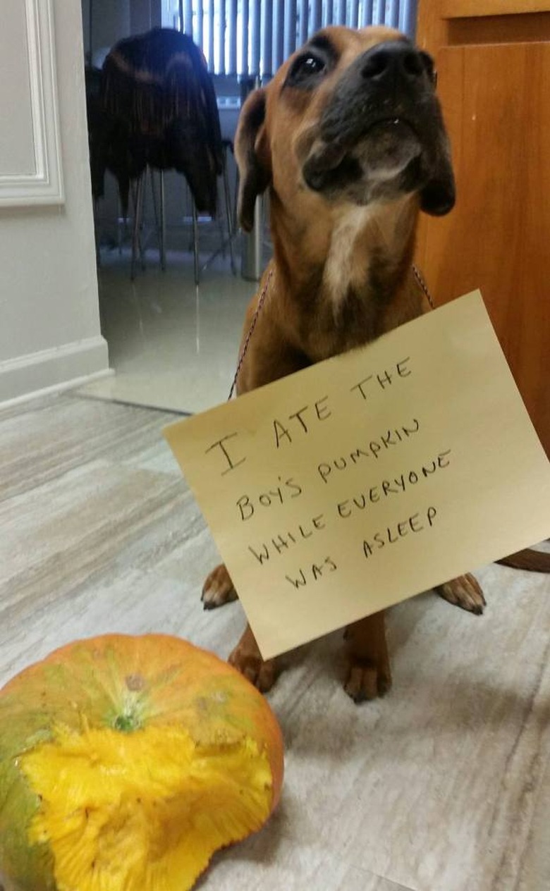 Dog next to partially eaten pumpkin wearing a sign that says 