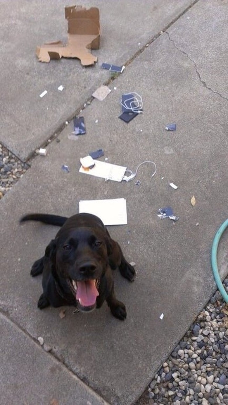 puppy destroys contents of package