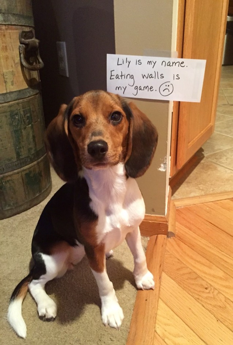 Beagle sitting next to sign that says 