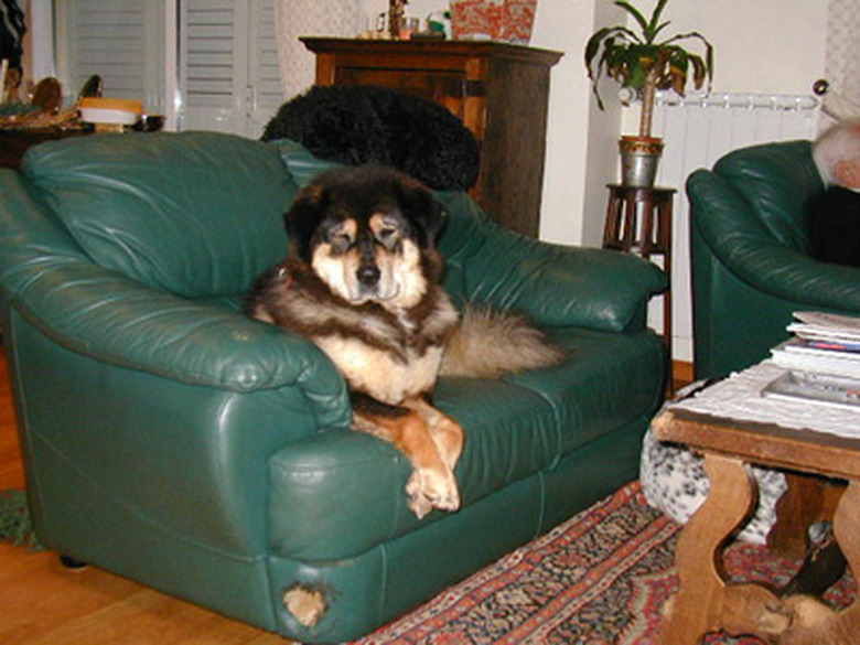 Dog sitting on leather couch with a hole in it.