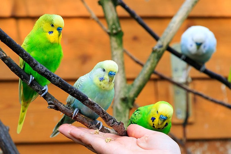 Four parakeets and a person's hand reaching for them