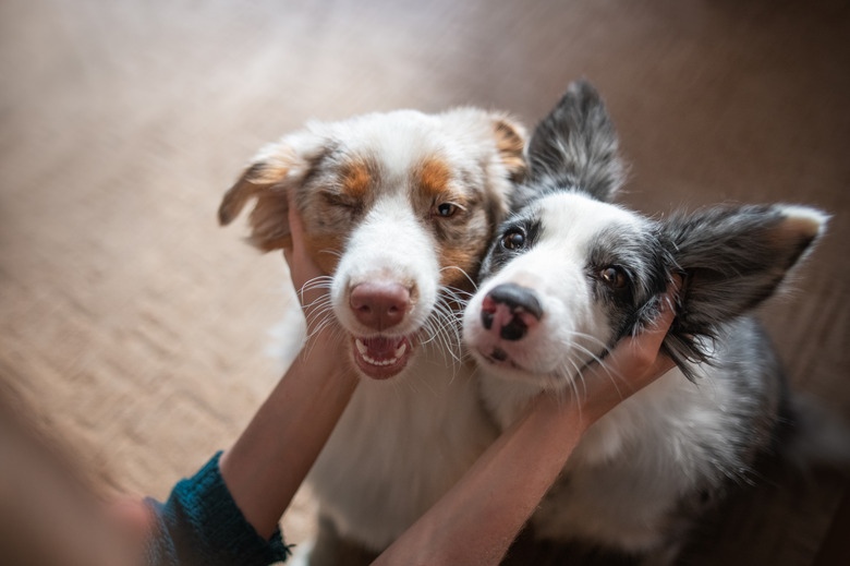 Two happy border collies being petted by owner