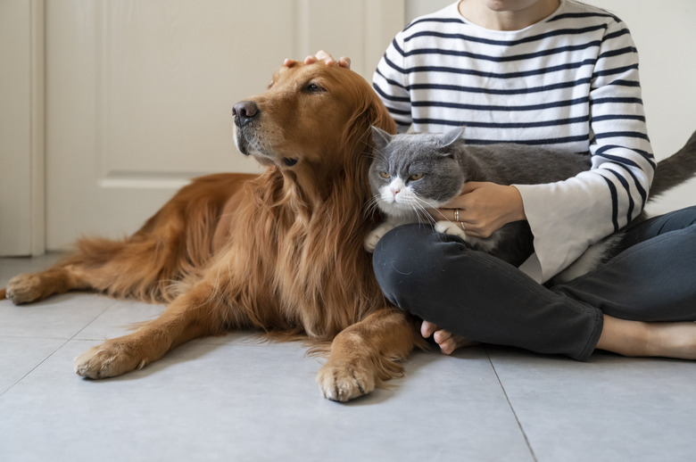 Golden Retriever and British Shorthair accompany their owner