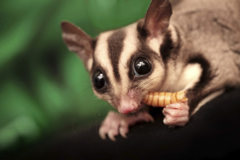 Fruits sugar gliders can eat hotsell