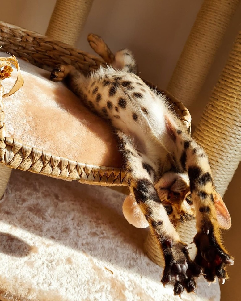 bengal cat big stretch