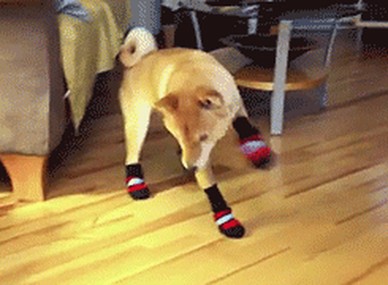 dog trying to walk in snow booties