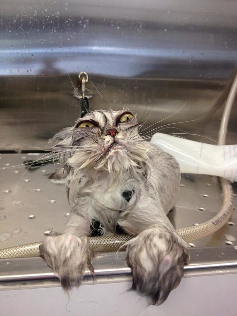 Literally Just 16 of the Funniest Cat Pictures We've Ever Seen