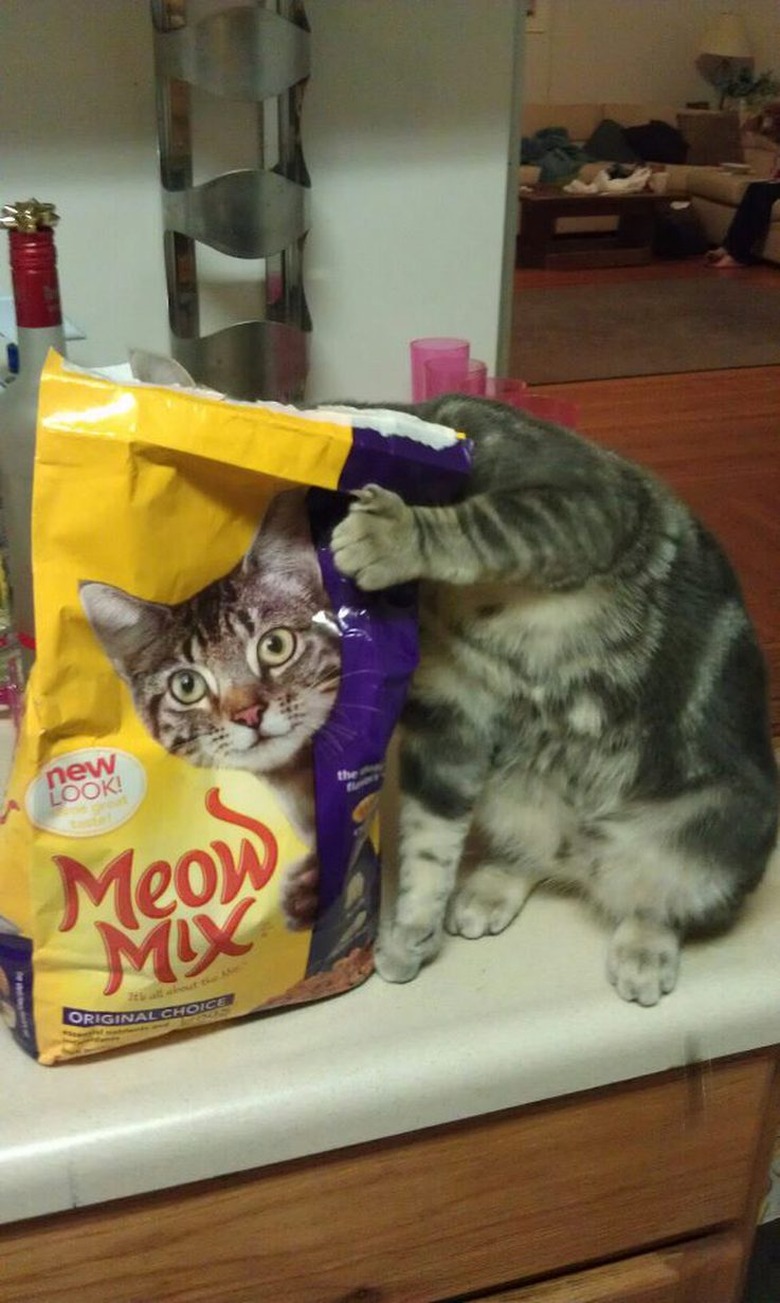 Literally Just 16 of the Funniest Cat Pictures We've Ever Seen