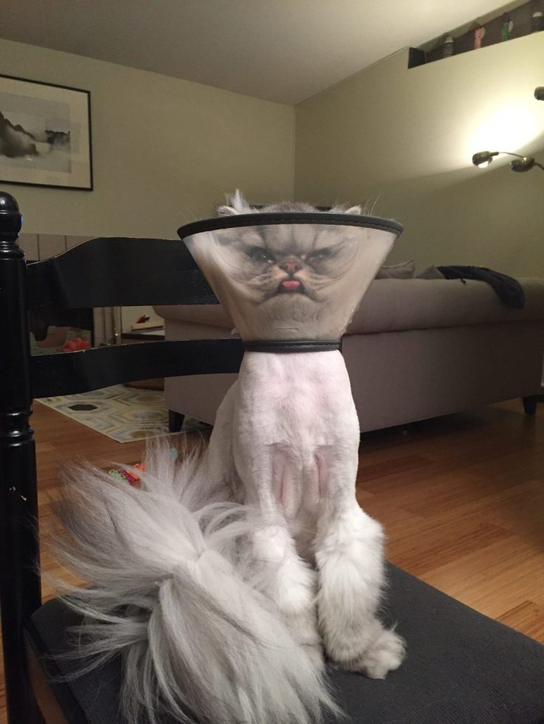 Literally Just 16 of the Funniest Cat Pictures We've Ever Seen