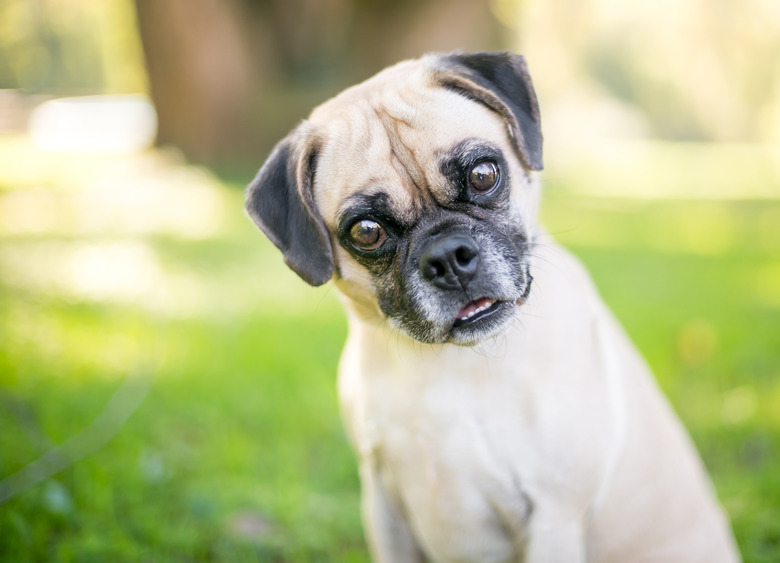 A Pug x Beagle mixed breed dog listening with a head tilt