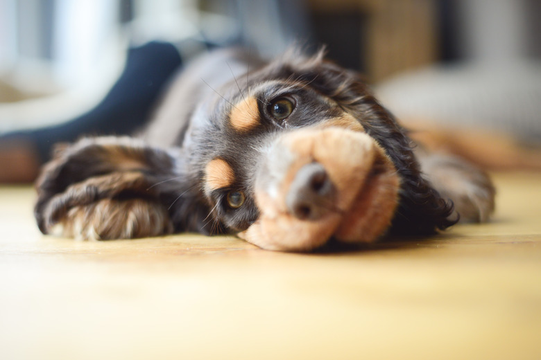 cocker spaniel puppy