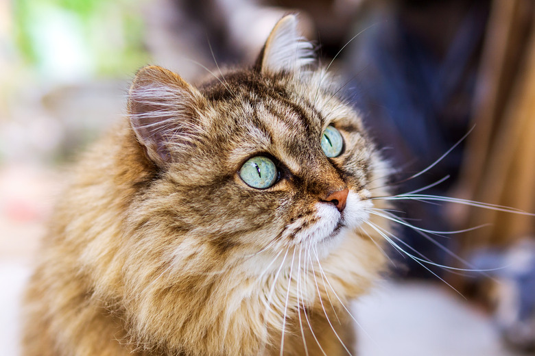 Portrait of cute siberian cat with green eyes. Copy space, close up, background. Adorable domestic pet concept.