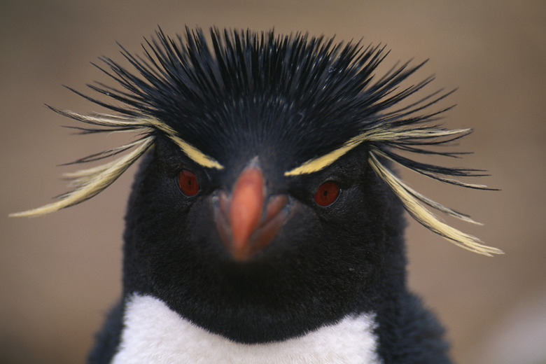 Macaroni Penguin