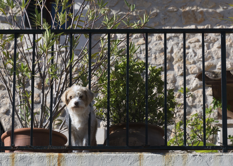 Dog proof railings hotsell