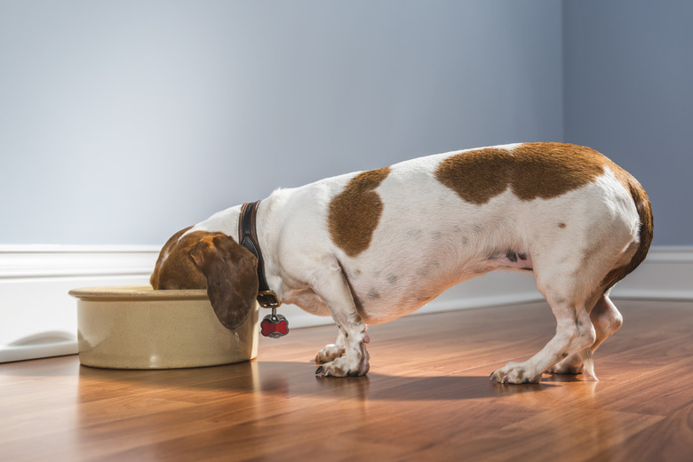 A Dachshund eating out of a large bowl - Rescue Dog