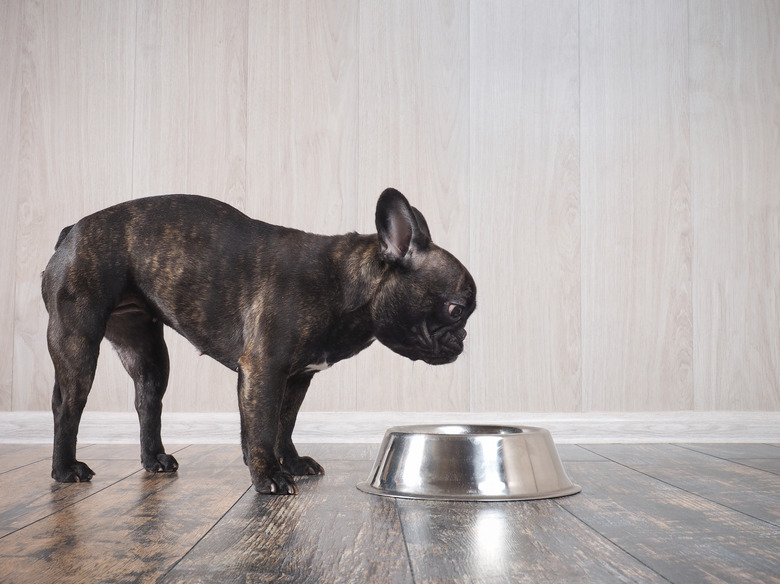 The dog looks at the bowl for food