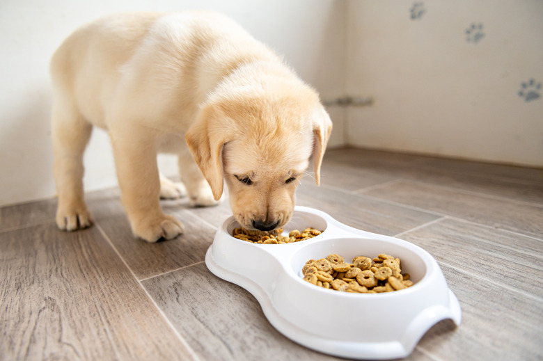 How To Make Homemade Food For Dogs On A Kidney Diet Cuteness