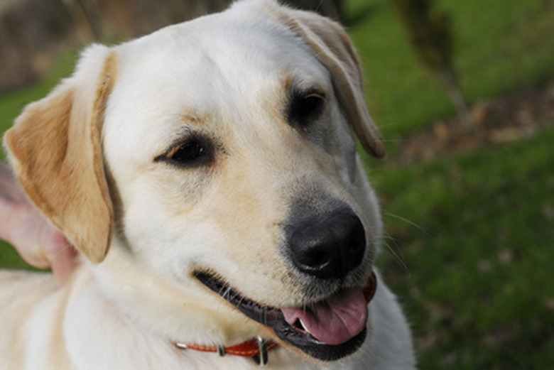 How To Make Homemade Dog Food For Labradors Cuteness