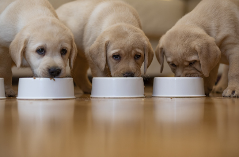 Puppies eating together