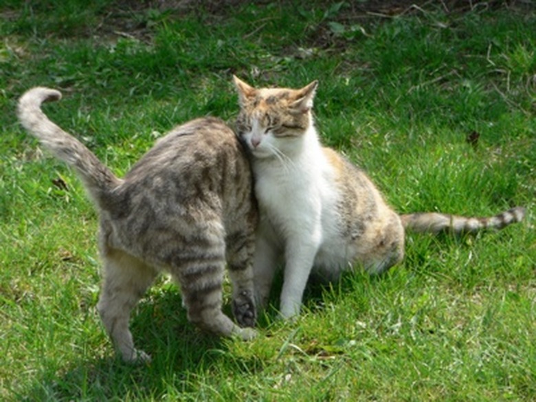 How To Make Homemade Flea Shampoo For Cats Cuteness