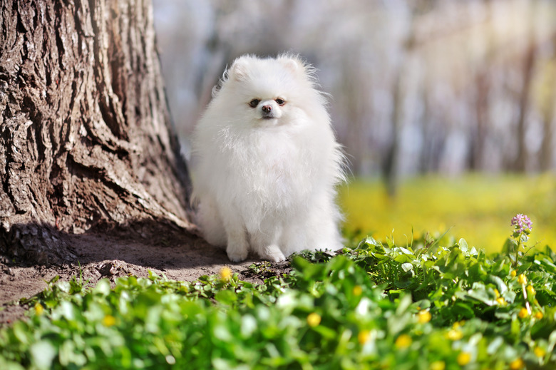 White pomeranian sitting next to the tree