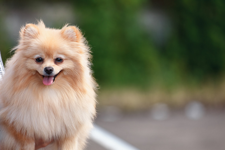 How To Make A Pomeranian s Hair Grow Better Cuteness