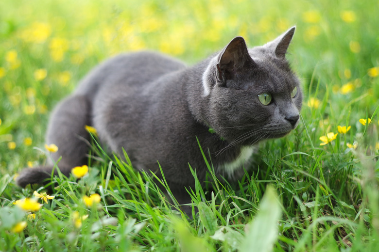 Close-up of cat on grass