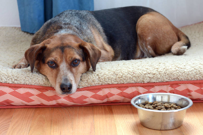 Dog laying next to bowl refusing to eat