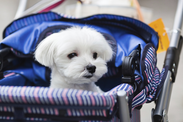 Diy large dog stroller on sale