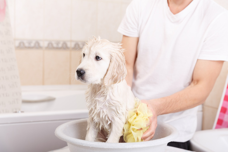 golden retriever puppy in shower