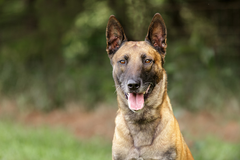 Here's looking at you Belgian Malinois