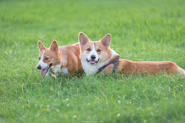 Outdoor walking time of corgis