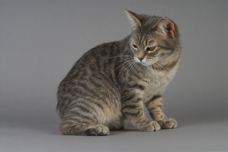 Gray Manx cat looking towards their tail.