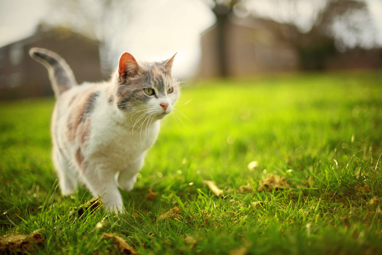 Cat in grass