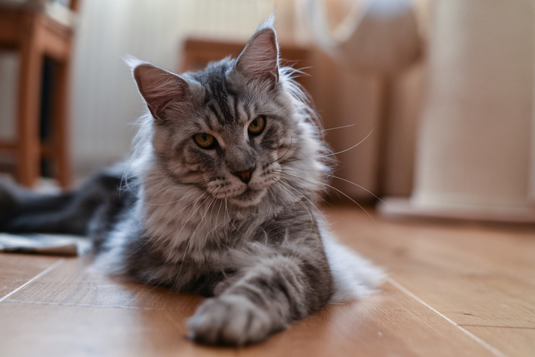 Maine coon cat (tabby cat)