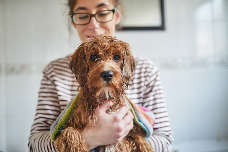 Woman bathing her puppy