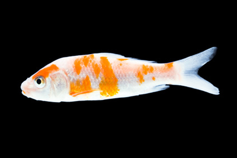 isolated goldfish