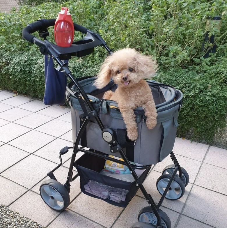 15 Dogs Taking It Easy In Their Cool Strollers Cuteness