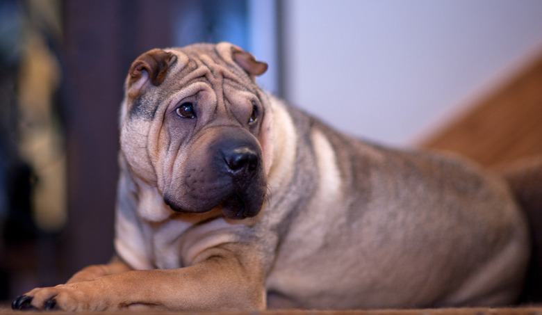 Chinese Shar Pei laying down