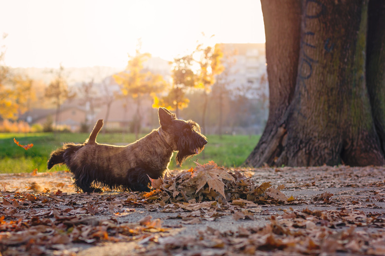 scottish terrier in a park kick leafs