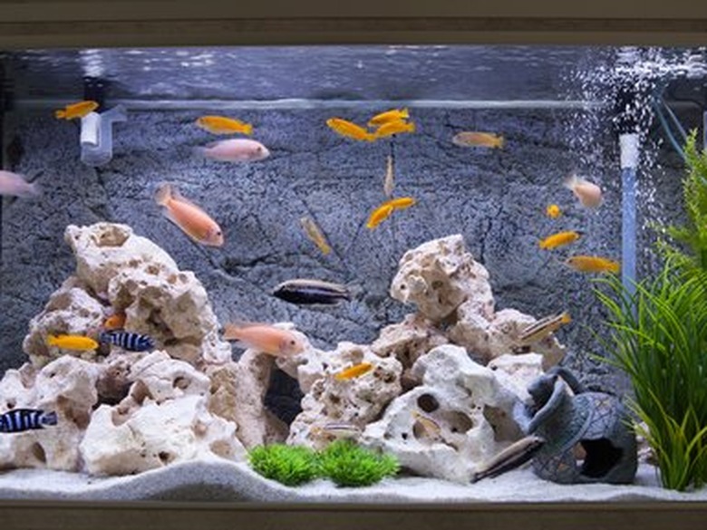 Aquarium with cichlids fish from lake malawi