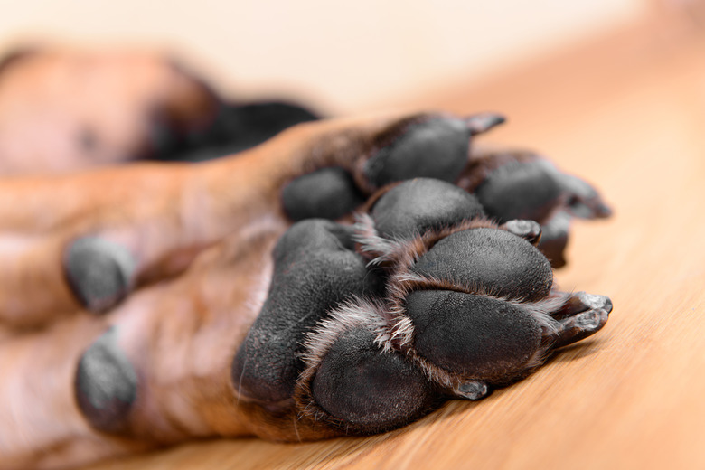 Petroleum jelly on dogs paws hotsell