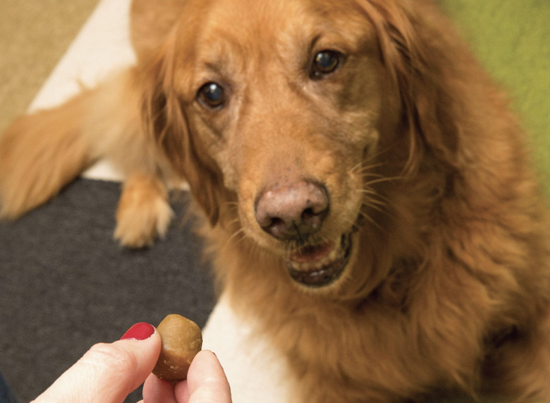 dog eating Greenies pill pocket