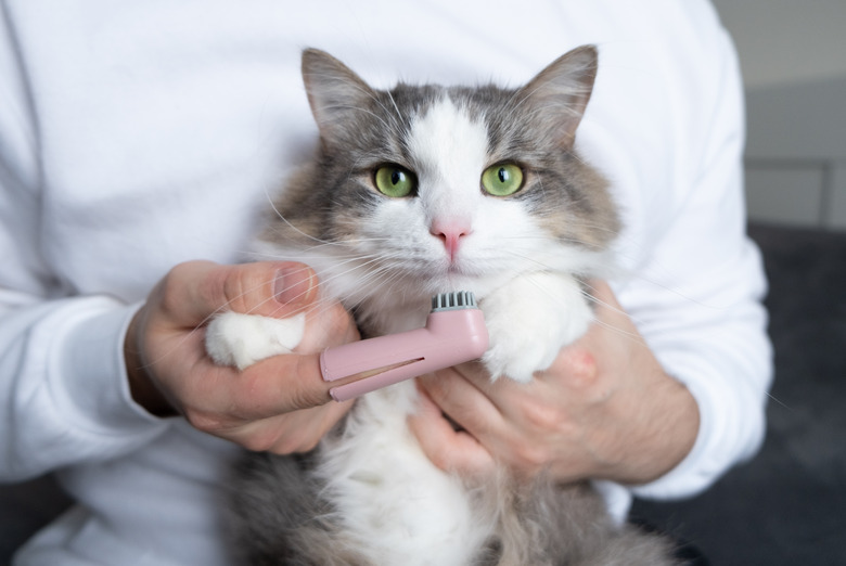 toothbrush for animals. man brushes teeth of a gray cat. animal care concept